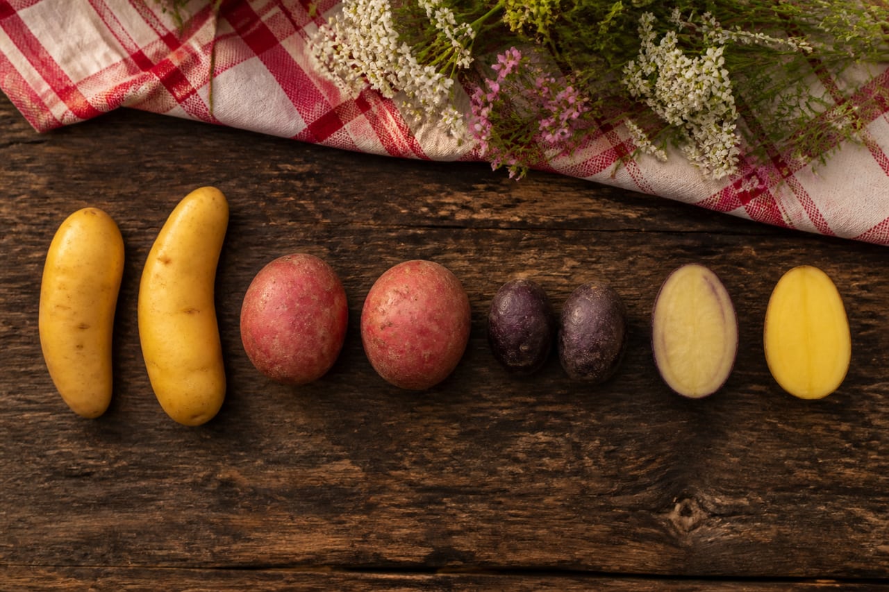 Sechs verschiedene Kartoffelsorten in einer Reihe: gelbschalige, rotschalige und blaue Knollen, zwei aufgeschnitten mit mehligem und mit festkochendem Fleisch (mit AI erstelltes Bild)
